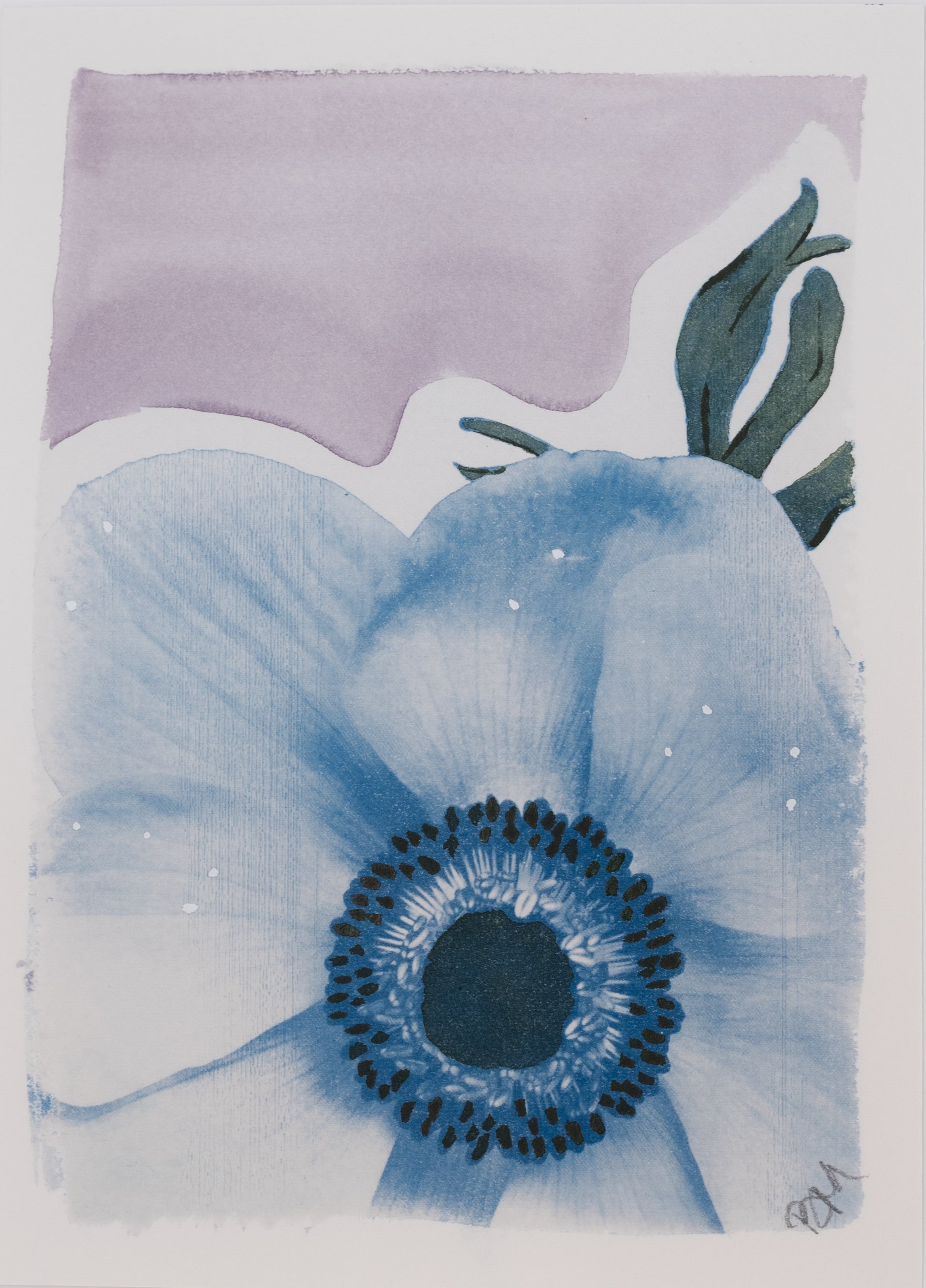 Anemone in Faded Violet