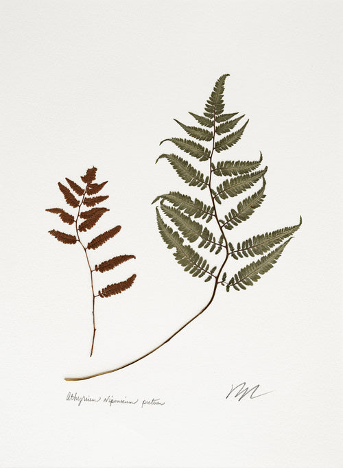 Athyrium niponicum pictum