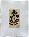 Botanical II