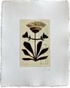 Botanical IV