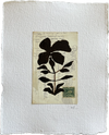 Botanical I