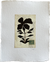 Botanical I
