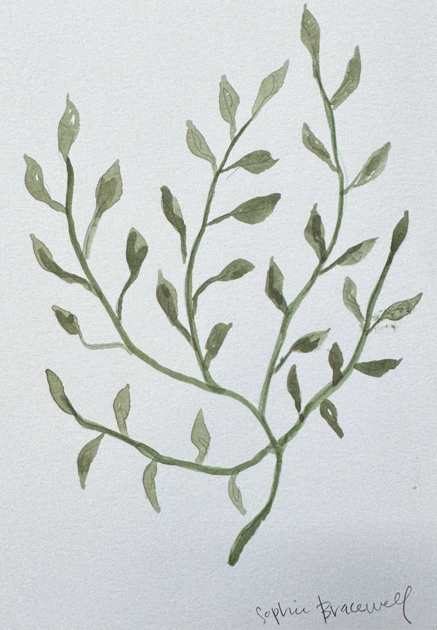 Botanical Study in Green II