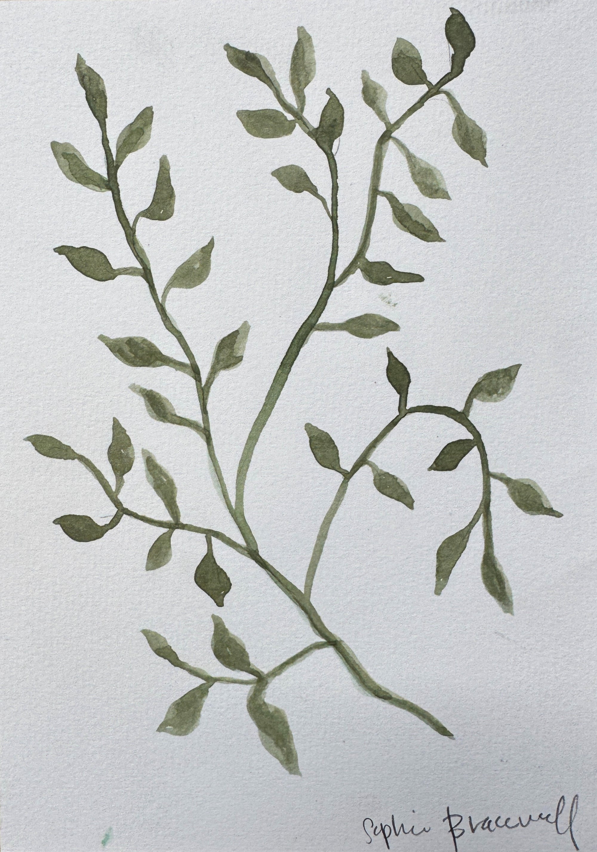 Botanical Study in Green