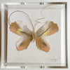 Butterfly Taxidermy 1