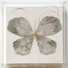 Butterfly Taxidermy 20