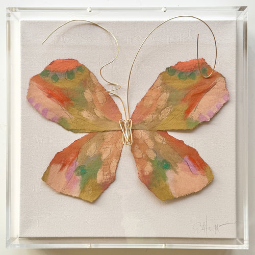 Butterfly Taxidermy 23