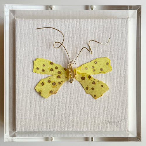 Butterfly Taxidermy 3