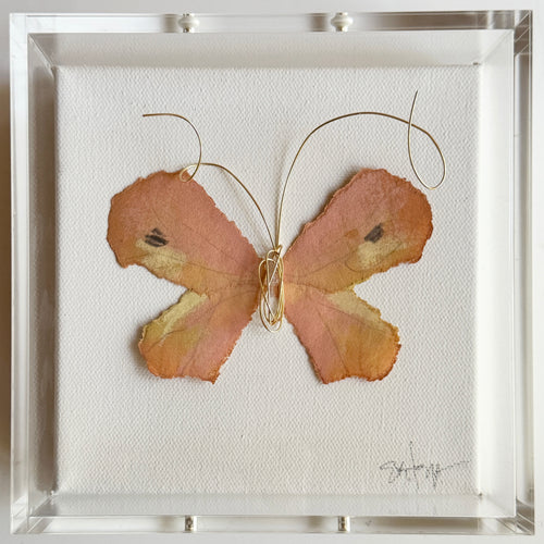 Butterfly Taxidermy 5