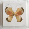 Butterfly Taxidermy 7