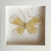 Butterfly Taxidermy 7