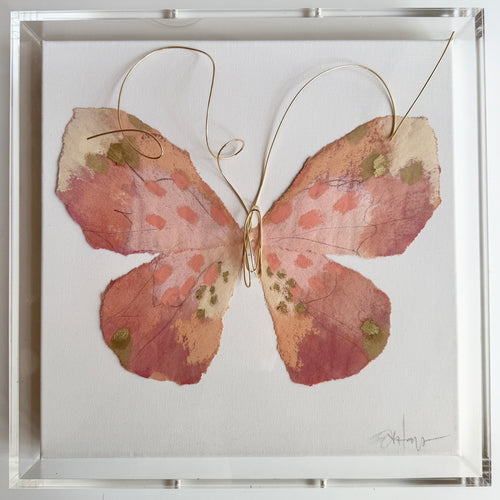 Butterfly Taxidermy 8