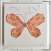 Butterfly Taxidermy 9