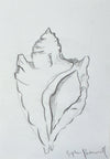 Conch Sketch