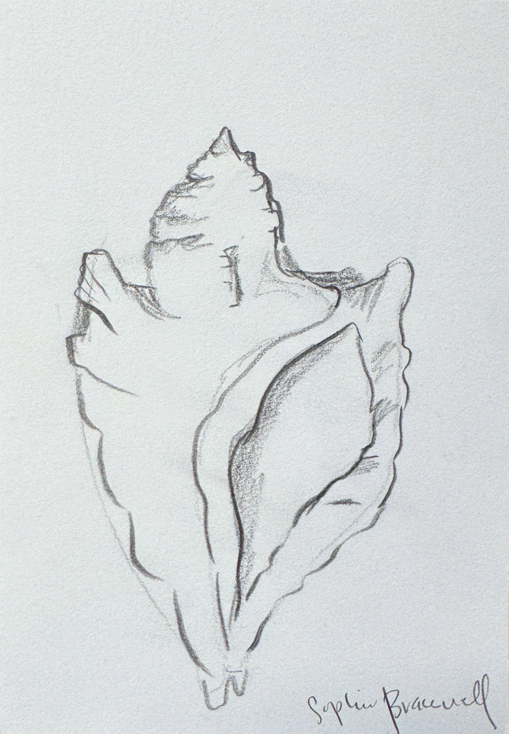 Conch Sketch