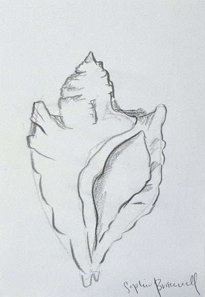 Conch Sketch