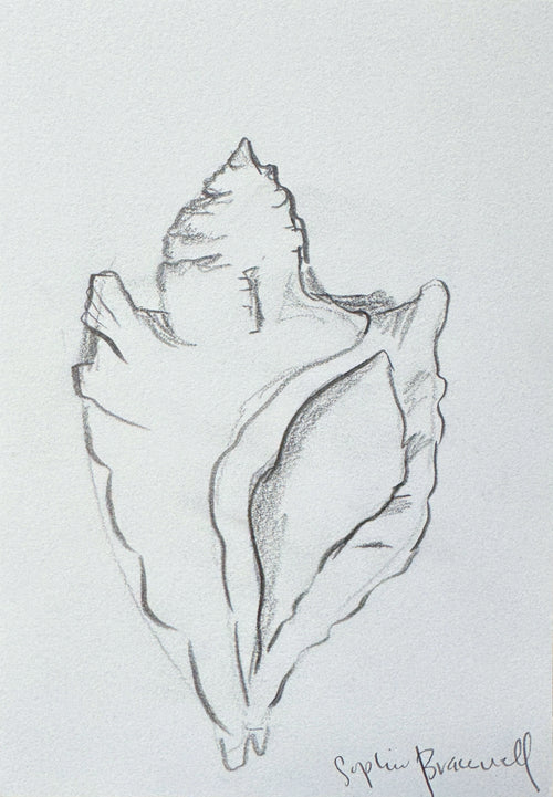 Conch Sketch