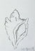 Conch Sketch