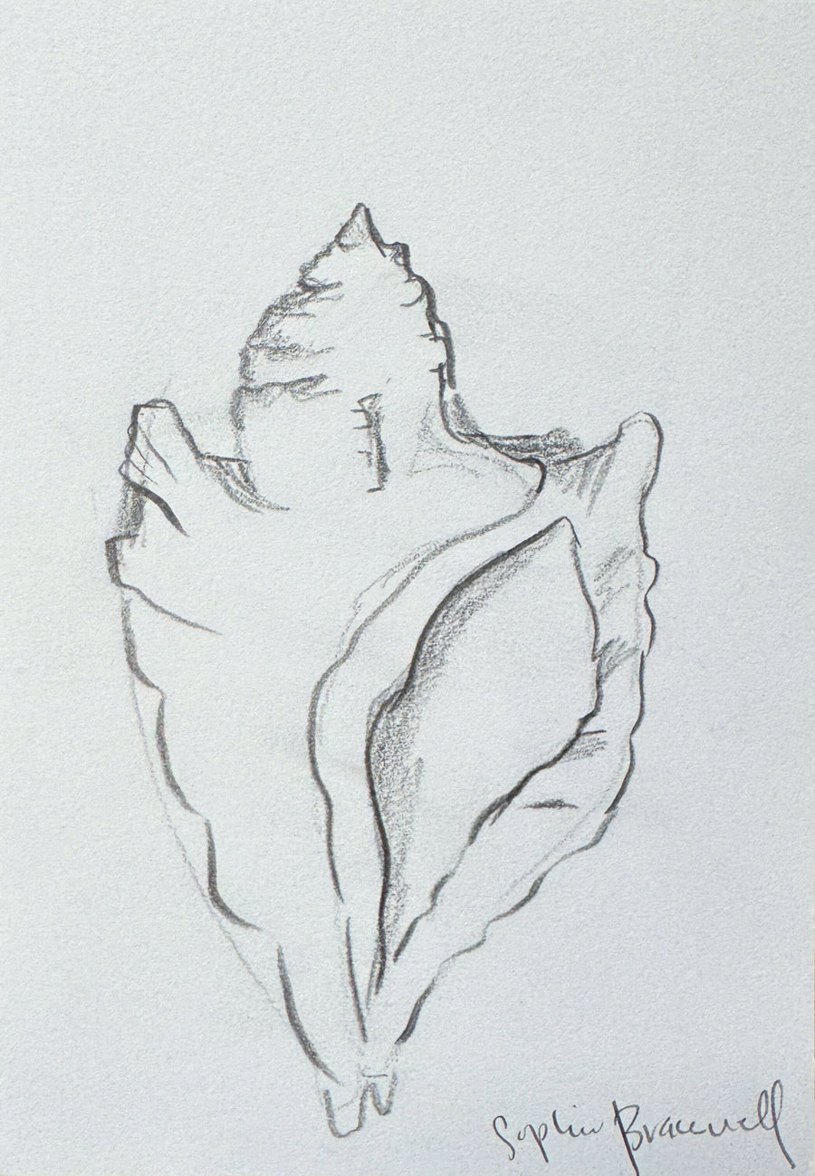 Conch Sketch