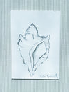 Conch Sketch