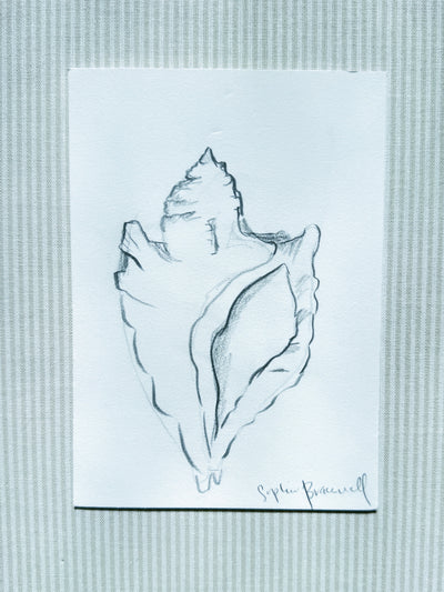 Conch Sketch