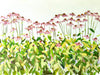 Coneflower Show