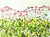 Coneflower Show