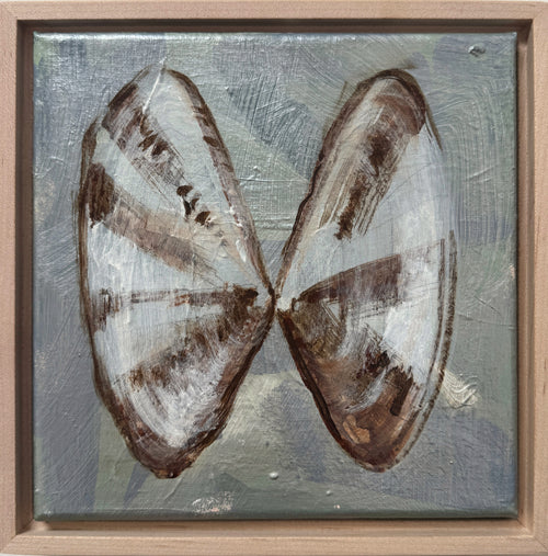 Coquina Clam