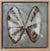 Coquina Clam
