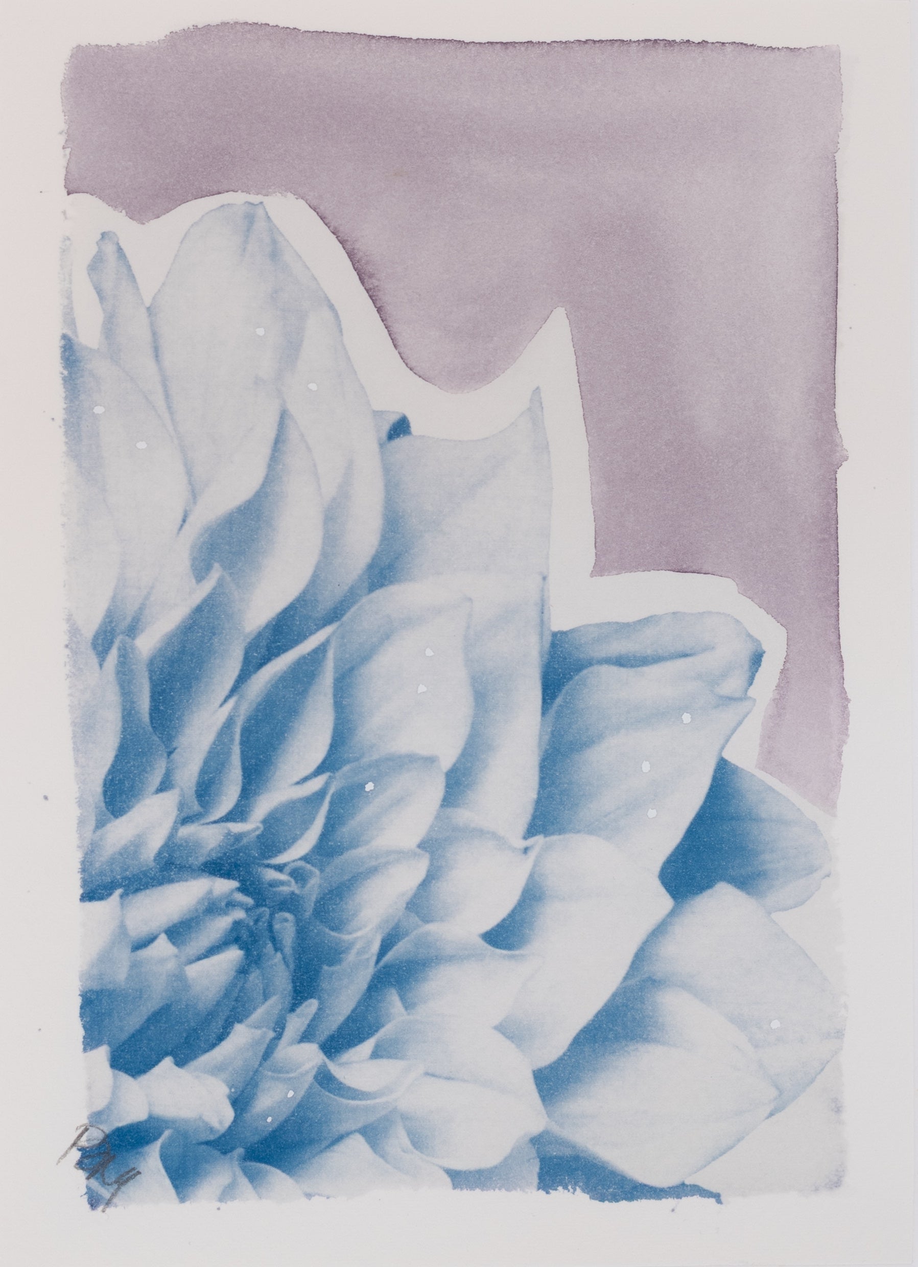 Dahlia in Faded Violet