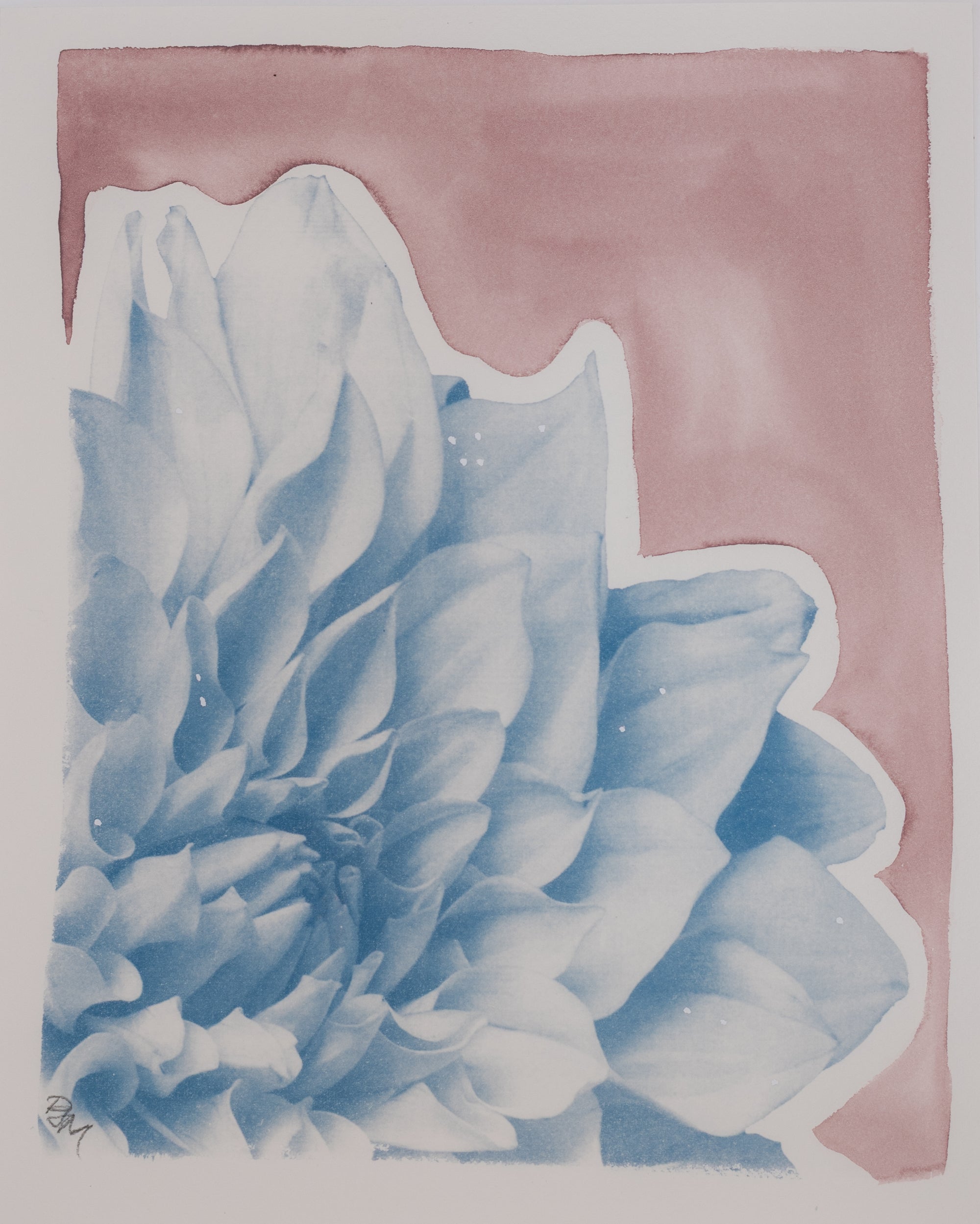 Dahlia in Petal Mauve