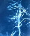 Enduring Spirit
