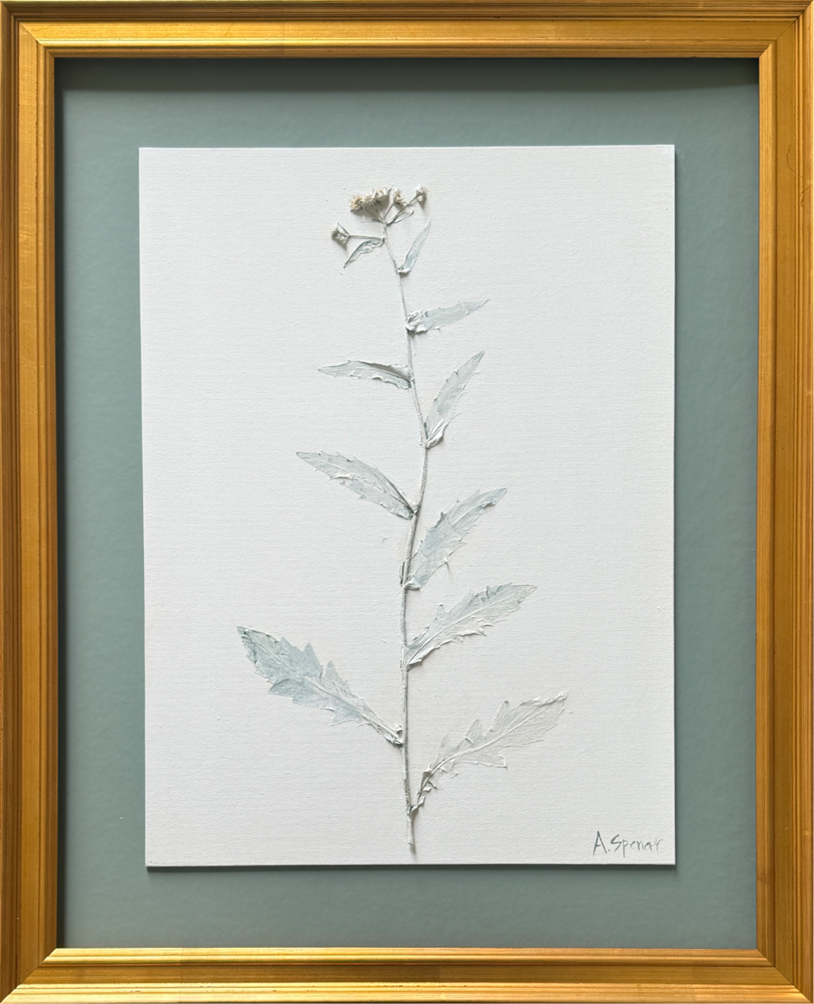 Erigeron Juniper IV