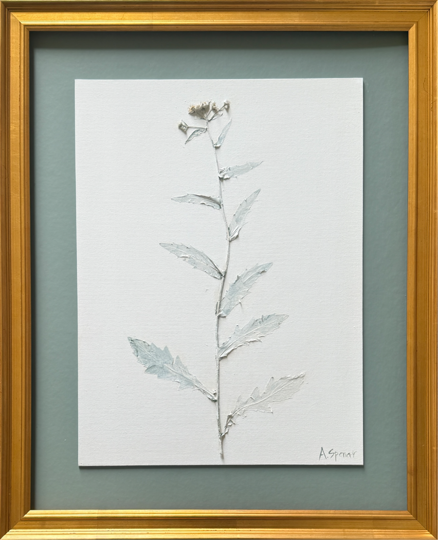 Erigeron Juniper IV