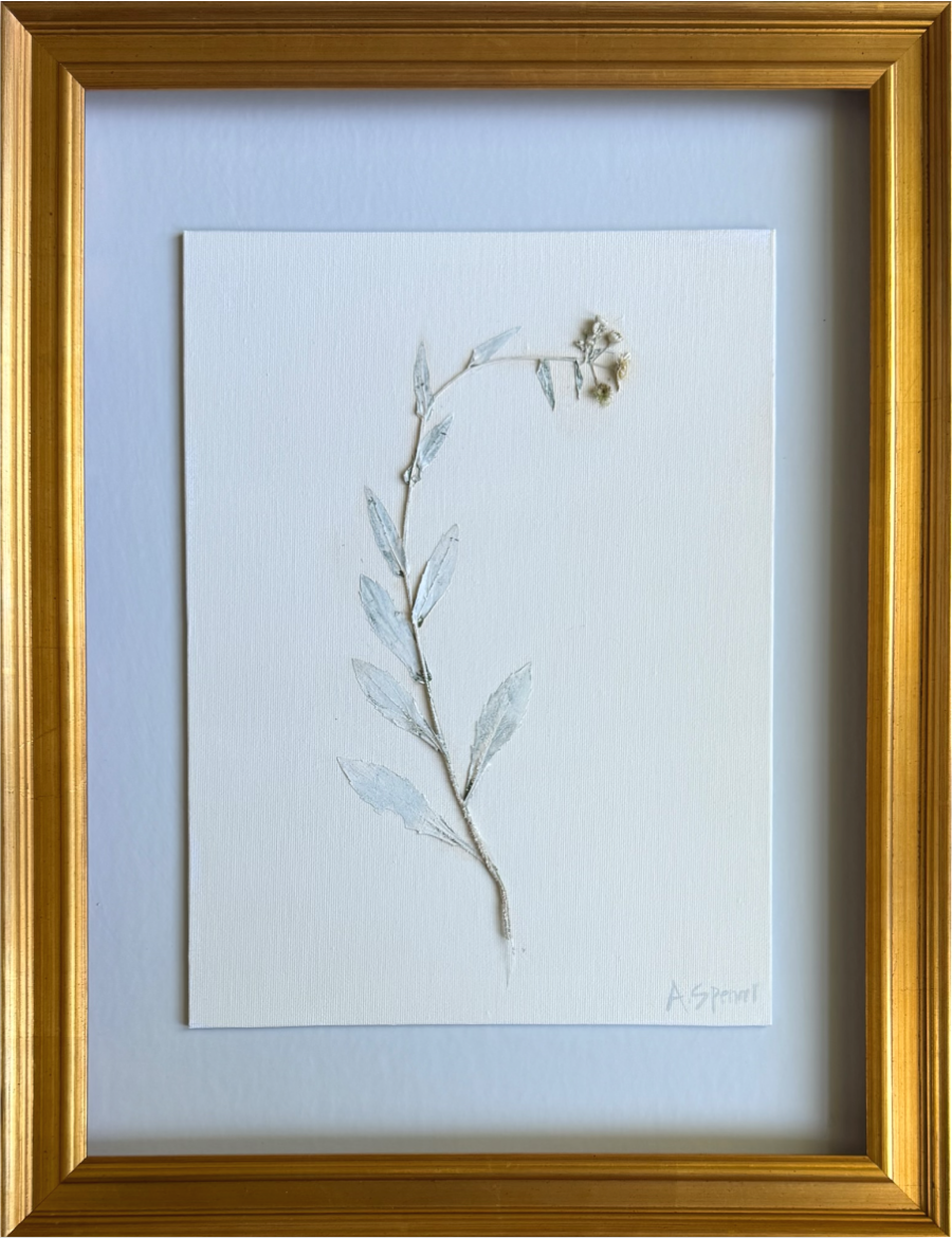 Erigeron Sky II