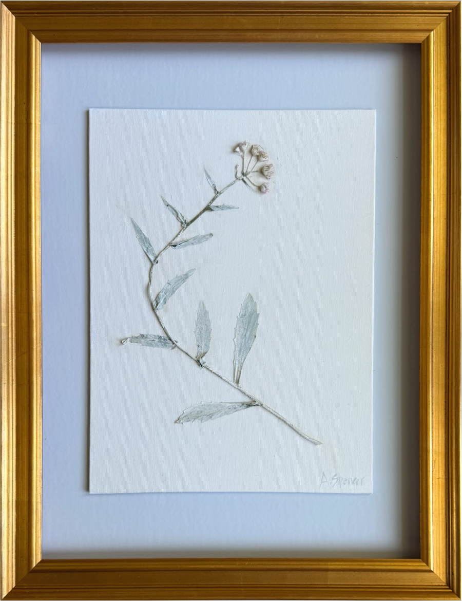 Erigeron Sky IV