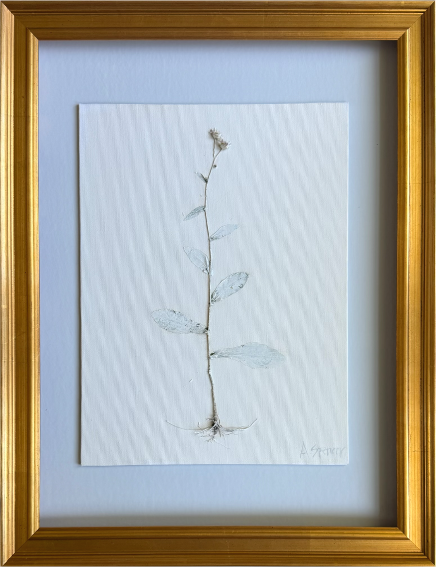 Erigeron Sky I