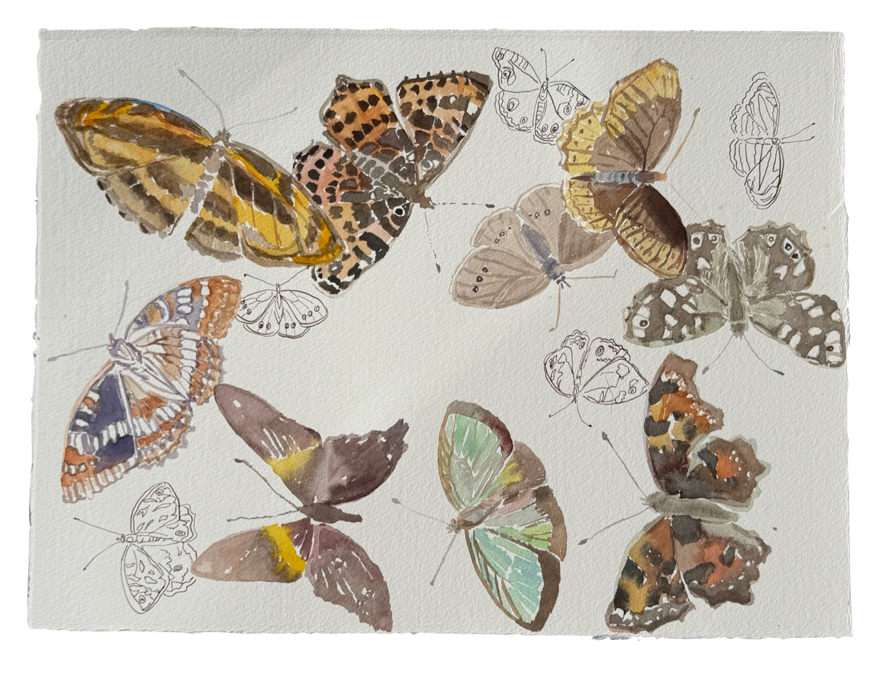 Flight Patterns Brown 1