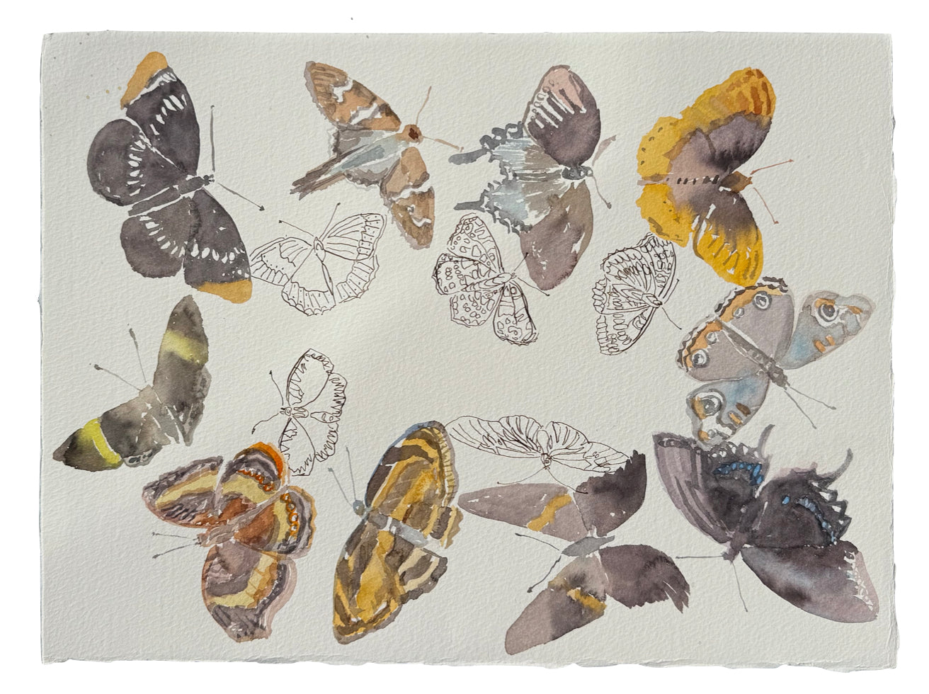 Flight Patterns Brown 2