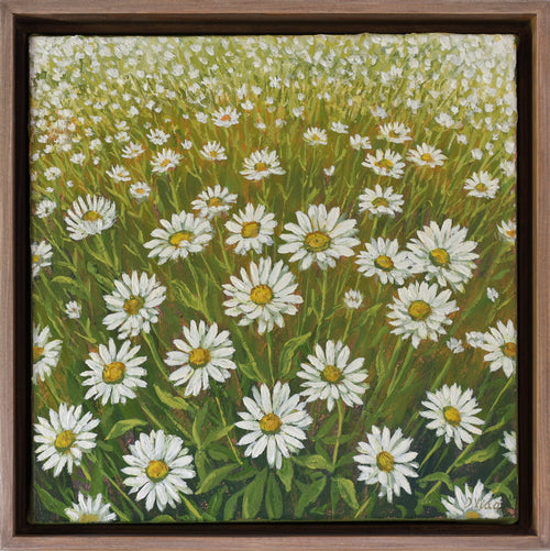 Flower Fields - Daisies