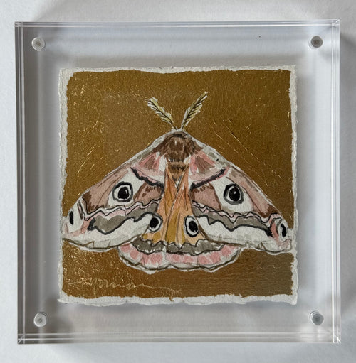 Gilded Mini Moth 1