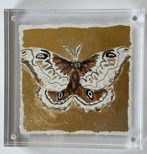 Gilded Mini Moth 2