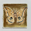 Gilded Mini Moth 4