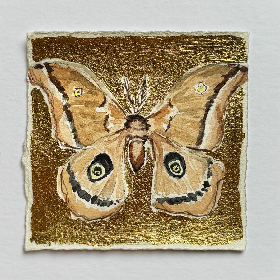Gilded Mini Moth 4