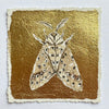 Gilded Mini Moth 5