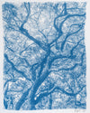 Grand Canopy No. 1