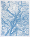 Grand Canopy No. 2