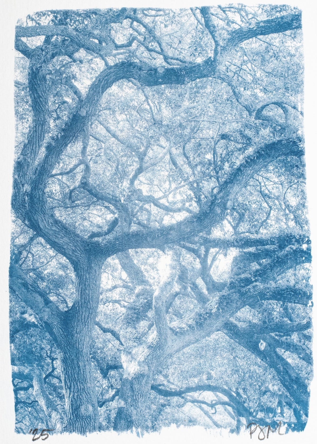 Grand Oak Mini No. 1