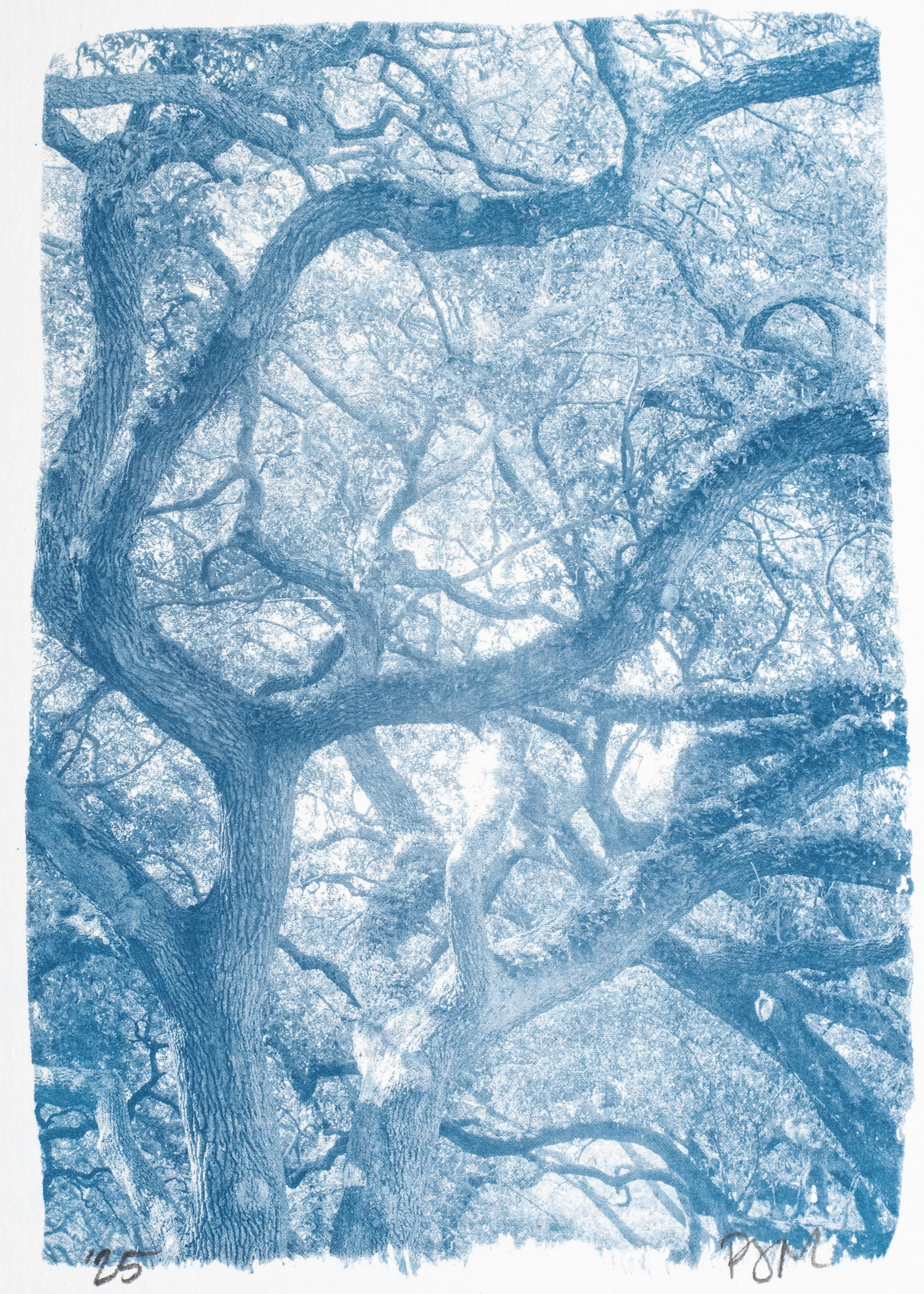 Grand Oak Mini No. 1