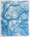 Grand Oak No. 1